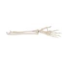 Human Hand Skeleton Model with Ulna & Radius, Elastic Mounted String